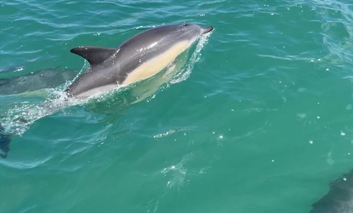 Dolphins bow riding